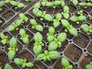 Basil sprouting