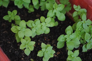 çeşitli fesleğen görüntüleri, new seedlings