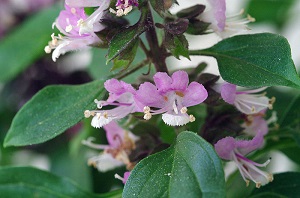 Flowers of basil (Ocimum basilicum)