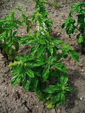 Ocimum basilicum, Lamiaceae, Sweet Basil, habitus