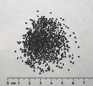 Dried basil seeds