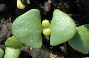 basil sprouting