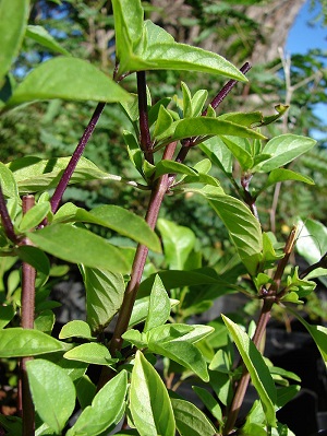 Thai basil