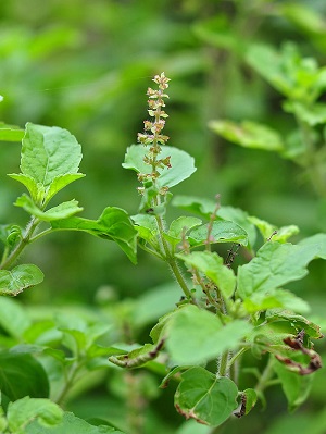 thai basil