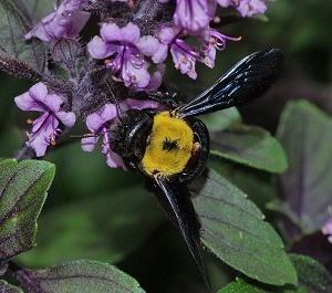 Basil pollinated