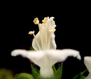 basil flower