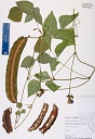 Specimen, Psophocarpus tetragonolobus