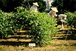 Cultivation Of The Winged Bean‘urizun’ in Okinawa