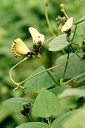 Cultivation Of The Winged Bean‘urizun’ in Okinawa