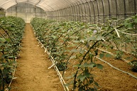 Cultivation Of The Winged Bean‘urizun’ in Okinawa