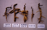 Cultivation Of The Winged Bean ‘urizun’ in Okinawa, Ishigaki City In Okinawa Prefecture