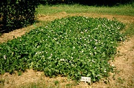 Cultivation Of The Winged Bean ‘urizun’ in Okinawa, Ishigaki City In Okinawa Prefecture