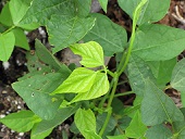 Psophocarpus tetragonolobus (Wing bean), Wing beans leaves, Hawea Pl Olinda, Maui, Hawai'i