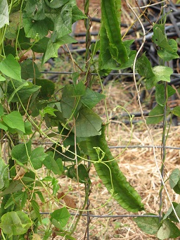 Psophocarpus tetragonolobus (Wing bean), Leaves and seedpod, Waiehu, Maui, Hawai'i