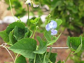 Psophocarpus tetragonolobus (Wing bean), Flower and leaves, Waiehu, Maui, Hawai'i