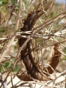 Psophocarpus tetragonolobus (Wing bean), Dried up seedpod, Residences Sand Island, Midway Atoll, Hawai'i