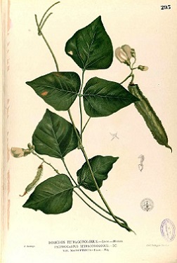 Illustration of Dolichos tetragonolobus. Psophocarpus tetragonolobus var Macropterus