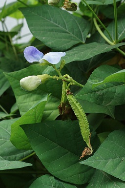 Psophocarpus tetragonolobus (L.) D.C., Flowers and fruits of winged bean