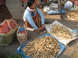 Roots of the Winged bean, in Mandalay, Myanmar
