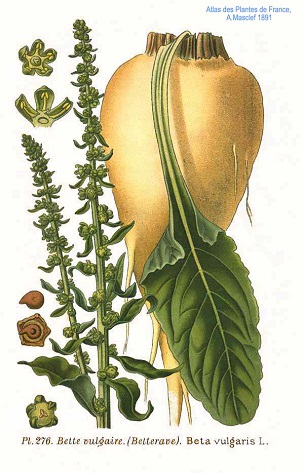 Beta vulgaris L