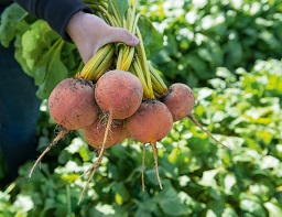 Beet Boldor from Bejo Seeds