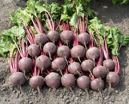 Rote Beete BIKORES Red Turnip Early Variety 50 Seeds 