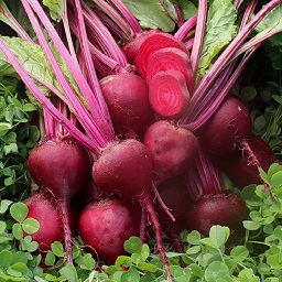 Rote Beete BIKORES Red Turnip Early Variety 50 Seeds 