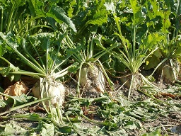 Sugar beet