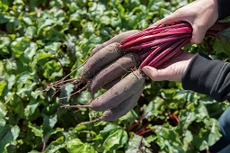 Beet from Bejo Seeds