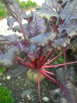 Beetroot