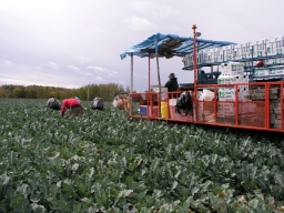 Broccoli harvest