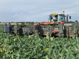 Broccoli harvest