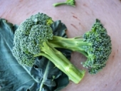 Calabrese green sprouting broccoli