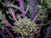 Purple Peacock Broccoli