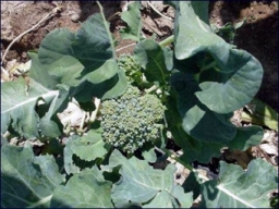 Broccoli (Brassica oleracea, Italica group)
