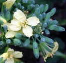 Flowers opening