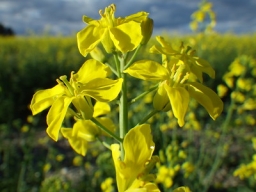 Flowers of a member of the B. rapa species