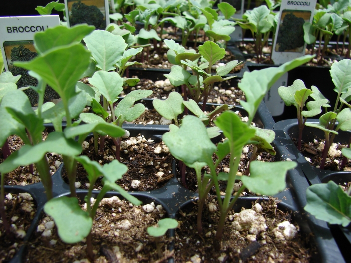 Grow More Broccoli - Alabama Cooperative Extension System