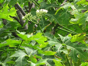 Flowers and leaves