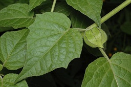 Physalis peruviana, Kangaroo Valley to Berry road, NSW