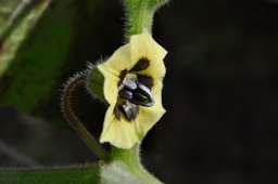 Cape Gooseberry, Physalis peruviana