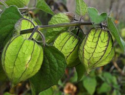 Fruiting stem