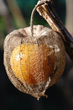 cape gooseberry