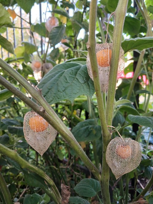 Cape gooseberry, Inca berry, Aztec berry, golden berry, giant ground cherry or Peruvian groundcherry (Physalis peruviana) fruits in London, England.