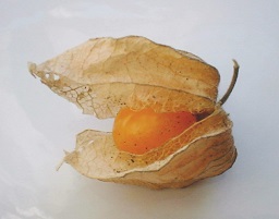Physalis; the papery husk has split open to reveal the orange fruit within.