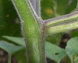 Physalis peruviana, Jardín Botánico José Celestino Mutis, Colombia