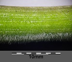 Physalis peruviana, hairy stem