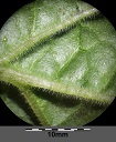 Hairy bottom side of leaf