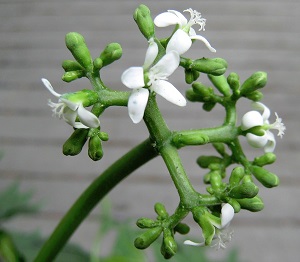 Chaya female flowers (Photo by ALJ)