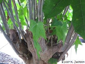 Pollarding; closeup of growth from the pruning area